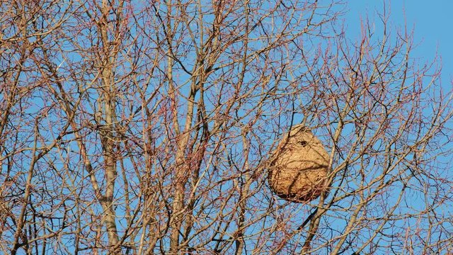 huge asian hornet nest in a leafless tree. Invasive species asian hornet nest, invasive species colonizing France. Autumn leaves fall reaveling huge asian hornet paper nest swinging in the wind.