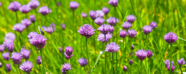 Obraz premium Field of blooming chives onions close-up - panoramic rural background
