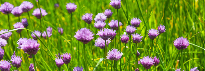 Obraz premium Field of blooming chives onions close-up - panoramic rural background