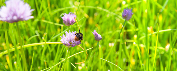 A field of flowering chives and bumblebee gathering nectar close-up - panoramic rural summer and spring background