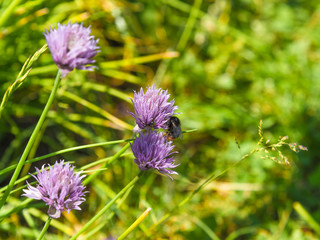 A field of flowering chives and bumblebee gathering nectar close-up - idyllic rural summer and spring background