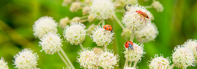 Beautiful summer panoramic background, banner with ladybugs and bugs on white wildflowers. Summer meadow with flowers and insects - macro. - obrazy, fototapety, plakaty