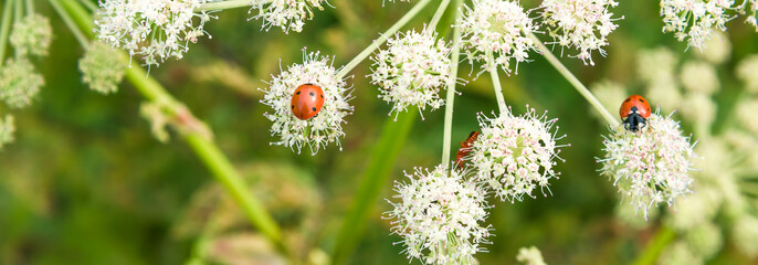 Beautiful summer panoramic background, banner with ladybugs on white wildflowers. Summer meadow with flowers and insects - macro. - obrazy, fototapety, plakaty