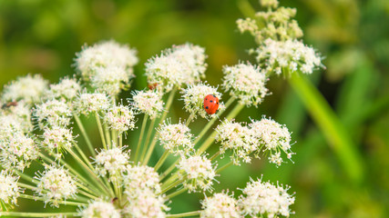 Beautiful summer background, banner with ladybugs on white wildflowers. Summer meadow with flowers and insects - macro.