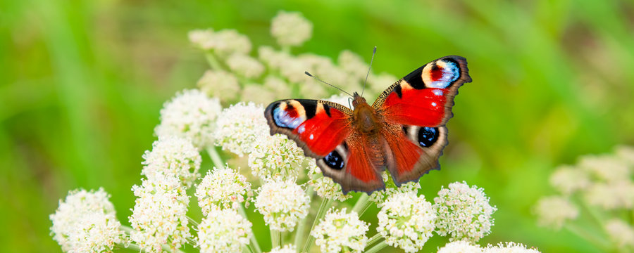 Beautiful summer panoramic background, banner with a peacock butterfly eye on a white wild flower on a meadow - macro.