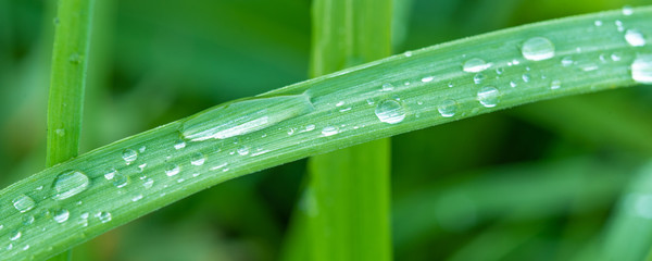 Natural panoramic meadow background, template, banner - dew drops on the grass leaves in the early morning