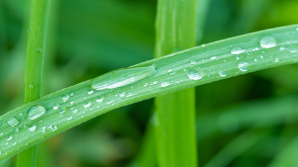 Natural meadow background, pattern - drops of dew on the leaves of grass in the early morning