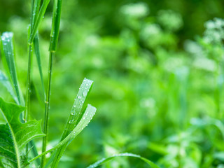 Natural meadow background, pattern - drops of dew on the leaves of grass in the early morning