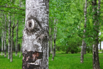 birch trunk with black and white bark