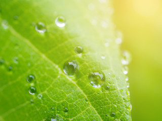 Dew on leaves in close up.