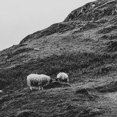 Sheep on the Hill,  Woodhill, Woodpark, Scotland