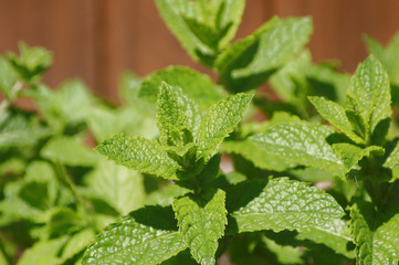 Frische Minze Mentha aus dem Hausgarten