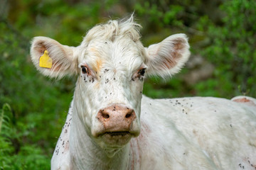 Closeup portrait of a white cow with green background