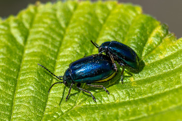 Couple of blue shiny beetles mating on a leaf