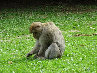 Berberaffen