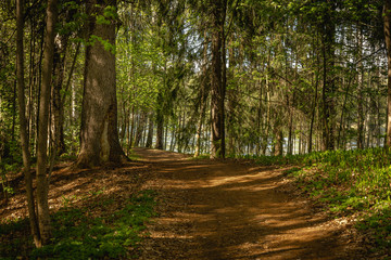 Gravel path passing through a green forest