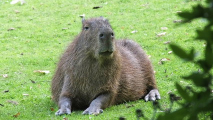 Capybara lying in Belfast zoo Northern Ireland