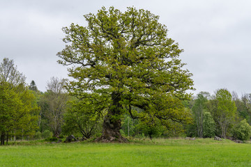 Fototapeta na wymiar Old knotty oak tree with green spring leaves