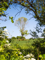 green leaves in the forest