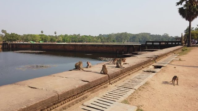 Family of monkeys living in the temple of Angkor Wat. Cambodia