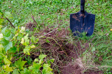Fototapeta premium Digging out an old currant shrub with a garden shovel in the summer garden.works in a garden, the man digs a shovel a hole in the earth for landing of a tree. A man planting a tree in a hole.