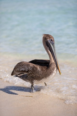Braunpelikan am Strand in der Karibik