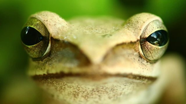 Flying tree frog head mouth and eyes macro portrait close up static shot, sat amongst green foliage with bokeh background. Golden tree frog, amphibian animal.