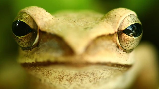 Flying tree frog head mouth and eyes macro portrait close up static shot, sat amongst green foliage with bokeh background. Golden tree frog, amphibian animal.