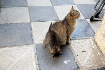 Homeless kittens with mom	