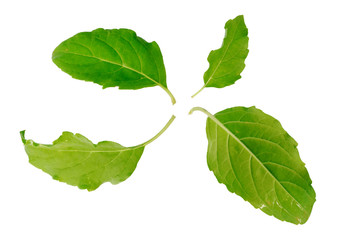 Basil leaf on white background.(with Clipping Path).
