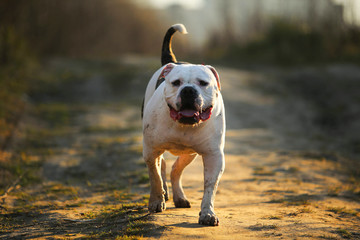 Portrait of american bulldog walking on autumn field