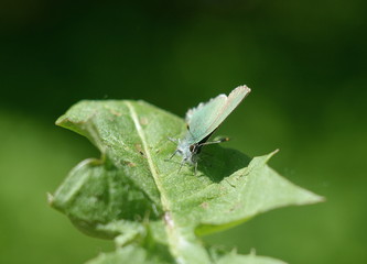 Butterfly sitting on the leaf of a dandelion closeup