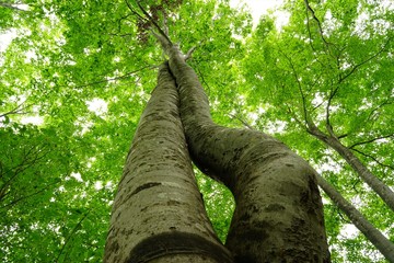 Fototapeta premium tree in forest