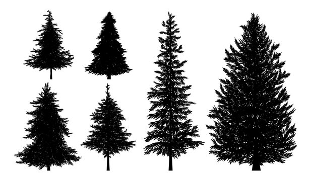 Silhouette of fir or pine trees on white background vector illustration