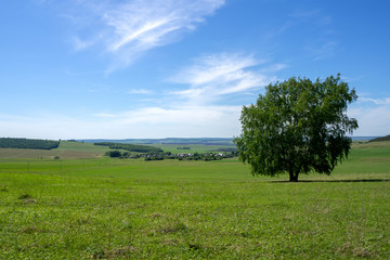 Fototapeta na wymiar Lonely tree on a green meadow. Summer, sunny day. Landscape.