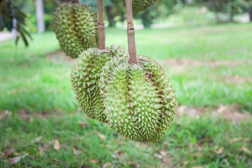 Durian trees in the garden have effects on the thorns around the fruit.