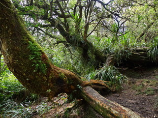 Huge tamarind in tropical forest in Reunion Island
