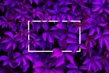Purple leaves background with white paper card  frame, with copy space; Nature concept