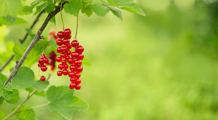 Beautiful background with Branch of red currant berries