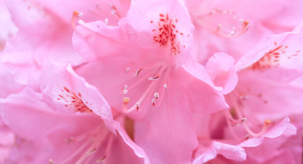 Unfocused blur rhododendron petals, abstract romance background, pastel and soft flower card