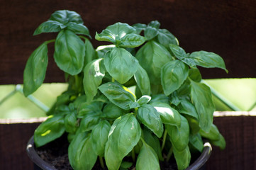 Frischer Basilikum Ocimum basilicum aus dem Hausgarten