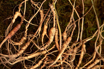 Korean ginseng roots, Chinese herbal medicine 