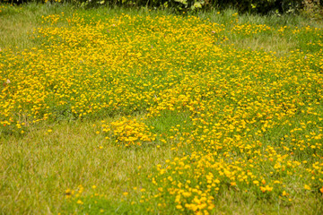 Obraz premium Summer landscape in the foreground meadow flowers with focus on a white butterfly on a flower
