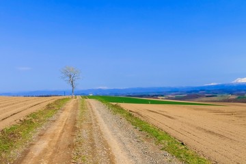 北海道　大地と田舎道と木