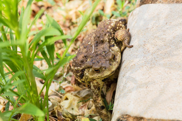 frog, toad, amphibian, animal, nature, green, grass, wildlife, brown, eye, animals, macro, close-up, wild, reptile, common, summer, bufo, water, frogs, jump, closeup, environment, sitting