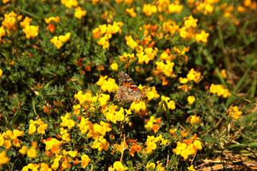 Butterfly on the flowering scotch broom (Invasive Species)