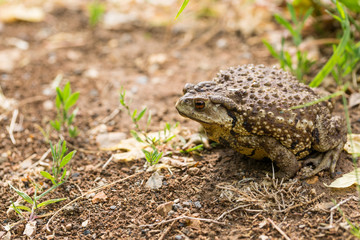 frog, toad, amphibian, animal, nature, green, grass, wildlife, brown, eye, animals, macro, close-up, wild, reptile, common, summer, bufo, water, frogs, jump, closeup, environment, sitting