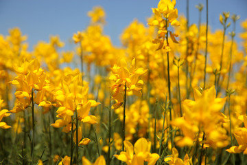 Flowering of broom in spring, yellow flower flowering in spring 