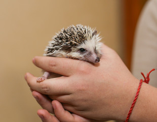 African hedgehog on a neutral background.