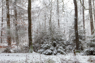 Winter Netherlands. Snow and frost. Echten forest drente
